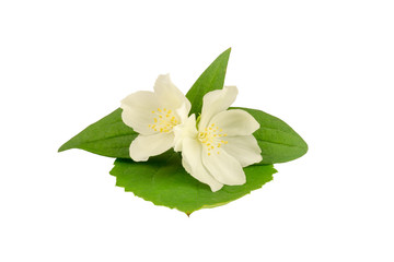 Jasmine white flowers with leafs isolated on white background. Medical herb series.
