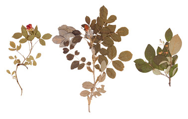 Set of wild dry pressed flowers and leaves - 113907522