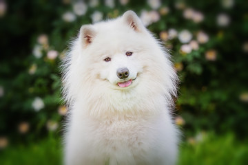 Portrait of Samoyed closeup. Sled dogs.