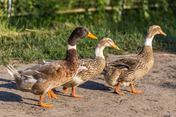 Abacot Ranger ducks group walking down the yard. Authentic farm series.