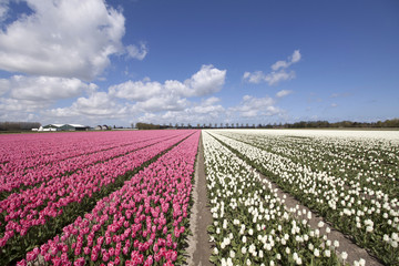 Pink and white tulips in a row in the spring with a blue sky. Nature picture