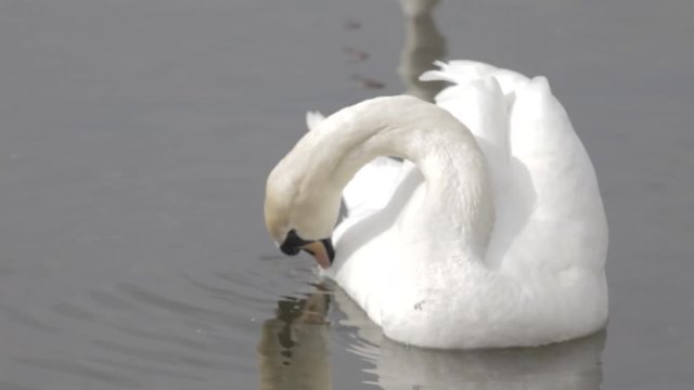 White swans on the water cleans feathers 