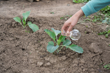 Hand with a test tube and plant. Fertilizer in laboratory glassware.