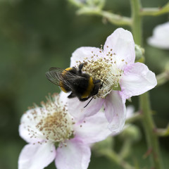 Flower of Blackberry (Rubus fruticosus) with bumblebee ; close-up