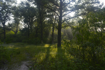 утро в лесу