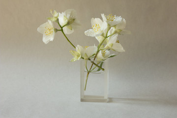 gentle and delicate jasmine flower