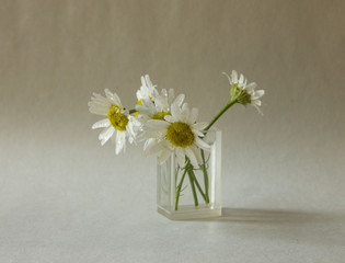 graceful and gentle chamomile flower