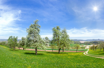 Fototapeta na wymiar Blühende Obstbäume in ländlicher Landschaft 