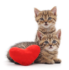 Kittens with toy heart.