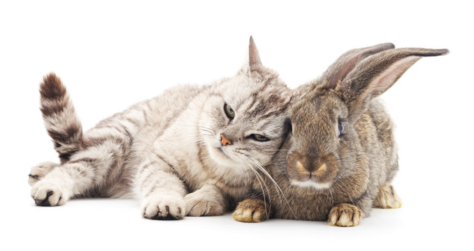 Сat and  rabbit.