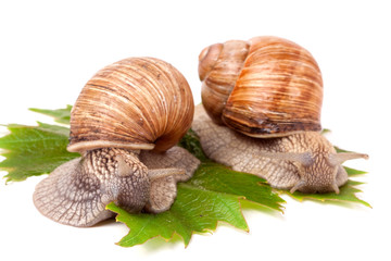 two snails crawling on the grape leaves white background