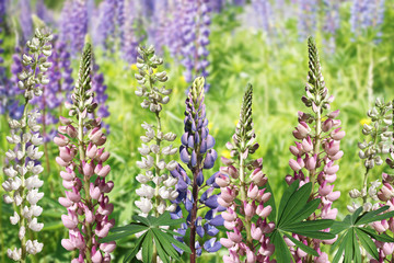 Delicate floral pattern. Lupines 
