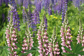 Delicate floral pattern. Lupines 