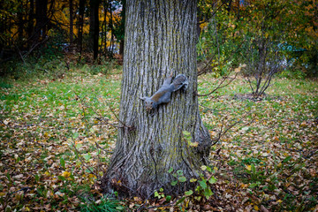 Wiewiórka i drzewo © empepoz