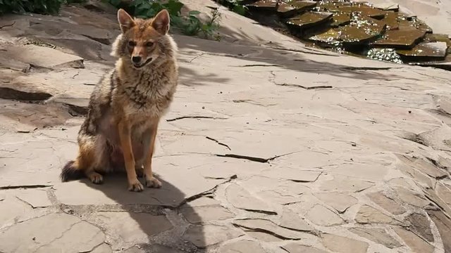 The howl of a jackal