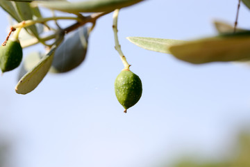 Eine einzelne Olive hängt an einem Olivenbaum © magicpitzy