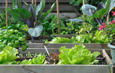 plants de légumes et salades dans potager