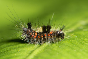 Vapourer moth (Orgyia antiqua) early instar caterpillar. A colourful and hairy larva in the family Erebidae, subfamily Lymantriinae