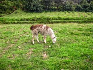 Lhama - Peru © niniferrari