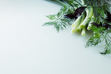 Fresh green onions, basil and dill on a white background.  Frame with the copy space. Studio, close-up