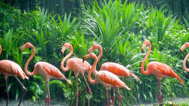 Pink flamingo at rainy weather in Singapore Zoo
