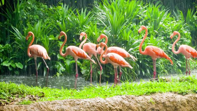 Pink flamingo at rainy weather in Singapore Zoo
