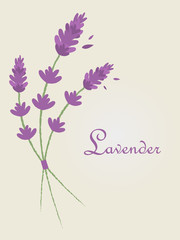 Vector Lavender Herb Illustration