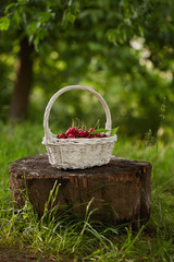 Fototapeta na wymiar Red Cherries in a Basket