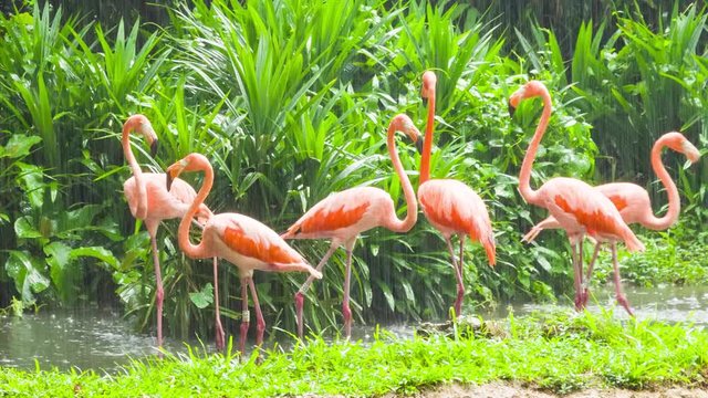 Pink flamingo at rainy weather in Singapore Zoo