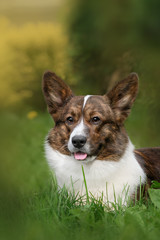 Adult welsh corgi cardigan posing