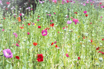 Wild summer beauty-red and pink poppies on a meadow