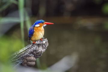 Malachite kingfisher in Kruger National park, South Africa
