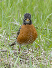 American Robin