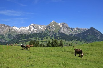 Fototapeta premium Grazing cows and Alpstein range