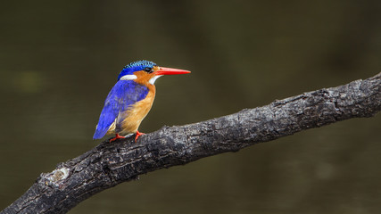 Malachite kingfisher in Kruger National park, South Africa