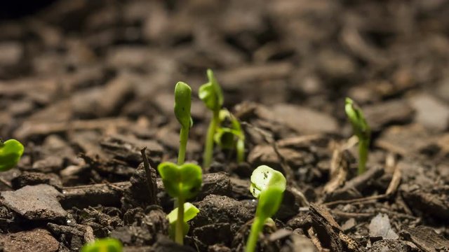 Time lapse video of seed growing from the dirt.