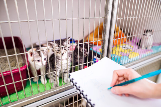 Veterinarian writing into a notepad about cats in cage