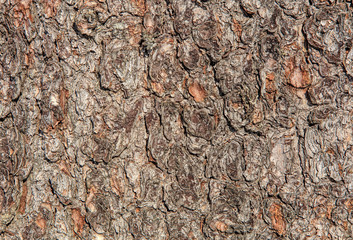 Pine tree bark texture