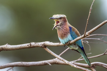 Rufous-crowned Roller in Kruger National park, South Africa