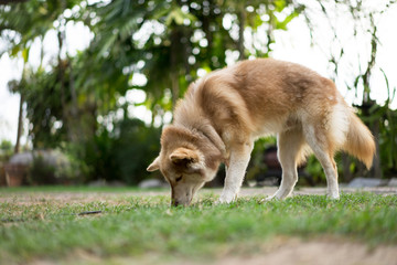 Siberian husky dog walking