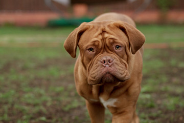 dogue de bordeaux close up details of face