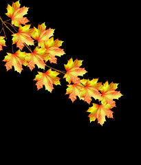 Fototapeta na wymiar The branch of autumn maple leaves isolated on black background.