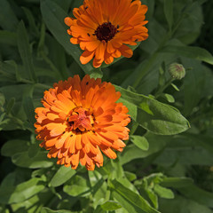 Ringelblumen, Calendula officinalis