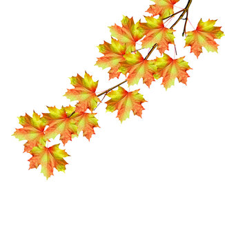 The branch of autumn maple leaves isolated on white background.