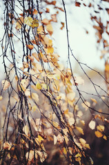 Branches of the birch with faded leaves