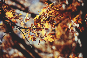 Oak branches with faded leaves