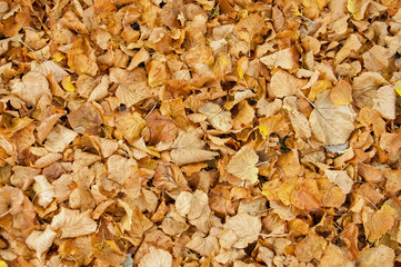 Autumn leaves background.