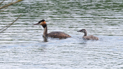 Family of great crested grebes (Podiceps cristatus)