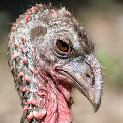 Portrait of an adult common turkey