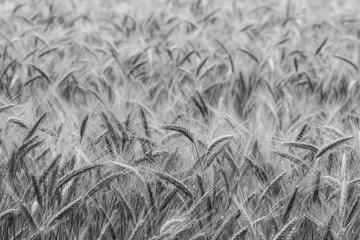 Barley in the field, crop field